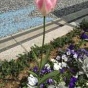 ヒメ日記 2025/04/07 18:33 投稿 ゆりあ 小岩人妻花壇