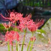 ヒメ日記 2025/09/24 12:11 投稿 ゆりあ 小岩人妻花壇