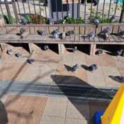 ヒメ日記 2025/12/12 11:41 投稿 姫野ゆい プランタン大塚