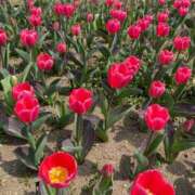 ヒメ日記 2025/03/25 22:40 投稿 ルナ AMOUR（アムール）