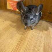 ヒメ日記 2025/05/20 21:39 投稿 ルナ AMOUR（アムール）