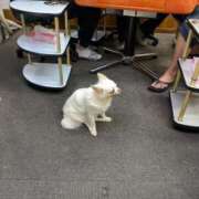 ヒメ日記 2025/07/04 23:20 投稿 ルナ AMOUR（アムール）