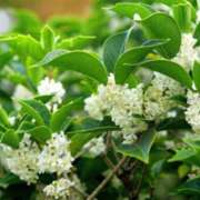 ヒメ日記 2026/01/20 22:30 投稿 ルナ AMOUR（アムール）