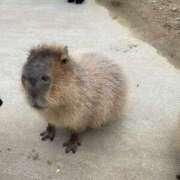 ヒメ日記 2026/02/22 23:20 投稿 ルナ AMOUR（アムール）