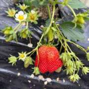 ヒメ日記 2026/03/11 22:20 投稿 ルナ AMOUR（アムール）