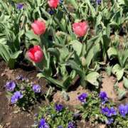 ヒメ日記 2025/03/21 11:08 投稿 はるな マドンナSANSAIN