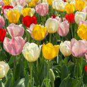 ヒメ日記 2025/04/09 14:38 投稿 はるな マドンナSANSAIN