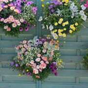 ヒメ日記 2025/04/23 13:34 投稿 はるな マドンナSANSAIN