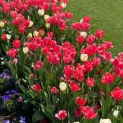 ヒメ日記 2025/05/14 11:58 投稿 はるな マドンナSANSAIN