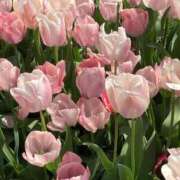 ヒメ日記 2025/07/04 16:08 投稿 はるな マドンナSANSAIN