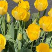 ヒメ日記 2025/08/02 10:08 投稿 はるな マドンナSANSAIN