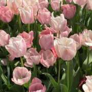 ヒメ日記 2026/03/12 09:53 投稿 はるな マドンナSANSAIN