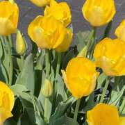 ヒメ日記 2026/03/13 11:48 投稿 はるな マドンナSANSAIN