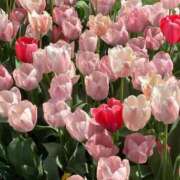 ヒメ日記 2026/03/16 10:08 投稿 はるな マドンナSANSAIN