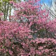 ヒメ日記 2026/03/23 13:08 投稿 はるな マドンナSANSAIN