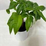 ヒメ日記 2026/04/16 12:19 投稿 はるな マドンナSANSAIN