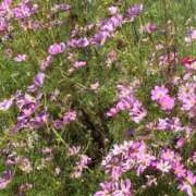 ヒメ日記 2026/10/11 09:38 投稿 はるな マドンナSANSAIN