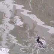 ヒメ日記 2025/01/21 09:14 投稿 みほ 池袋おかあさん