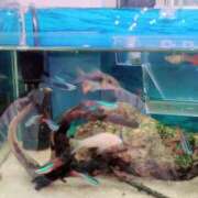 ヒメ日記 2025/03/13 23:54 投稿 みほ 池袋おかあさん