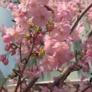 ヒメ日記 2025/03/27 10:05 投稿 みほ 池袋おかあさん