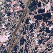 ヒメ日記 2025/04/04 23:24 投稿 みほ 池袋おかあさん