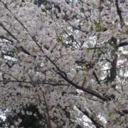 ヒメ日記 2025/04/11 08:14 投稿 みほ 池袋おかあさん