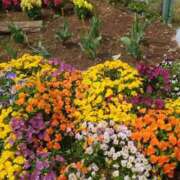 ヒメ日記 2025/05/17 22:14 投稿 みほ 池袋おかあさん