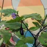 ヒメ日記 2025/06/29 09:05 投稿 みほ 池袋おかあさん