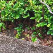 ヒメ日記 2025/07/27 10:39 投稿 みほ 池袋おかあさん