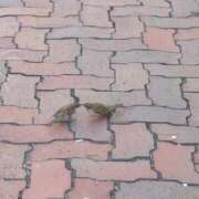 ヒメ日記 2025/08/31 21:34 投稿 みほ 池袋おかあさん