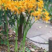 ヒメ日記 2025/09/22 22:13 投稿 みほ 池袋おかあさん