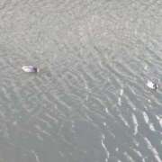 ヒメ日記 2025/12/15 21:54 投稿 みほ 池袋おかあさん