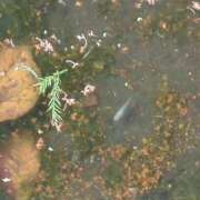 ヒメ日記 2026/03/29 14:24 投稿 みほ 池袋おかあさん