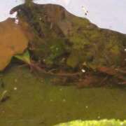 ヒメ日記 2026/03/31 14:14 投稿 みほ 池袋おかあさん