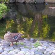ヒメ日記 2026/07/19 23:24 投稿 みほ 池袋おかあさん