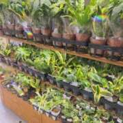 ゆきね 100均♪ 熟女の風俗最終章 蒲田店