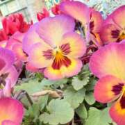 ヒメ日記 2025/06/02 22:56 投稿 さとみ 大奥 梅田店