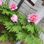 ヒメ日記 2025/06/10 22:56 投稿 さとみ 大奥 梅田店