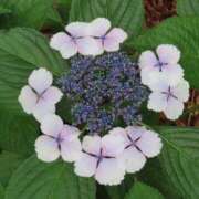 ヒメ日記 2025/07/01 23:31 投稿 さとみ 大奥 梅田店