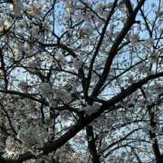 ヒメ日記 2025/03/30 21:09 投稿 琴葉（ことは） エスペランサ新館