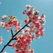 ヒメ日記 2025/03/26 20:47 投稿 ゆづき BLACK LABEL R's