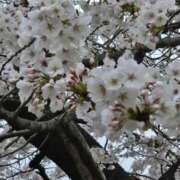 ヒメ日記 2025/04/12 10:05 投稿 ゆづき BLACK LABEL R's