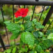 ヒメ日記 2025/05/01 20:51 投稿 ゆづき BLACK LABEL R's