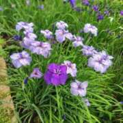 ヒメ日記 2025/07/02 05:04 投稿 ゆづき BLACK LABEL R's