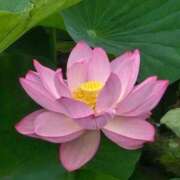 ヒメ日記 2025/07/15 08:30 投稿 ゆづき BLACK LABEL R's