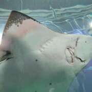 ヒメ日記 2025/11/23 07:06 投稿 ゆづき BLACK LABEL R's