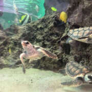 ヒメ日記 2025/03/14 09:52 投稿 真矢-まや【FG系列】 ほんつま 町田/相模原店