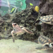 ヒメ日記 2025/04/19 15:00 投稿 真矢-まや【FG系列】 ほんつま 町田/相模原店