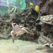 ヒメ日記 2025/06/17 10:16 投稿 真矢-まや【FG系列】 ほんつま 町田/相模原店