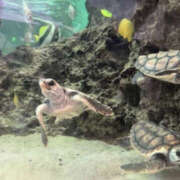 ヒメ日記 2025/07/10 09:00 投稿 真矢-まや【FG系列】 ほんつま 町田/相模原店